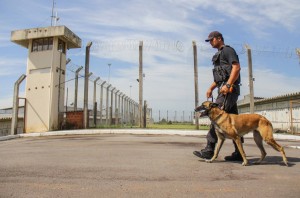 Ninguém fugiu da Penitenciária Estadual de Santa Maria (PESM) desde que a instituição foi inaugurada em fevereiro de 2011. Os mais de 500 presos são vigiados por 101 agentes e 24 cães. A Razão acompanhou uma ronda (foto) na maior cadeia da região Central