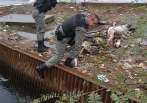 Cão é resgatado pela BM após cair em valão de Canoas | Foto: Brigada Militar